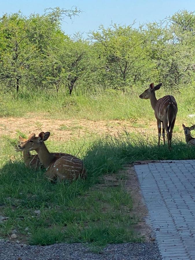 42@ Ditholo Game Lodge Thabazimbi Kültér fotó