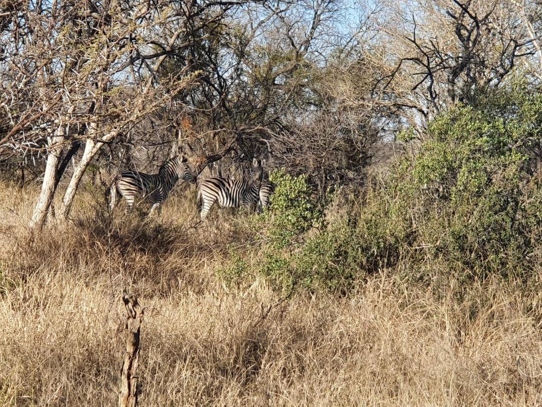 42@ Ditholo Game Lodge Thabazimbi Kültér fotó