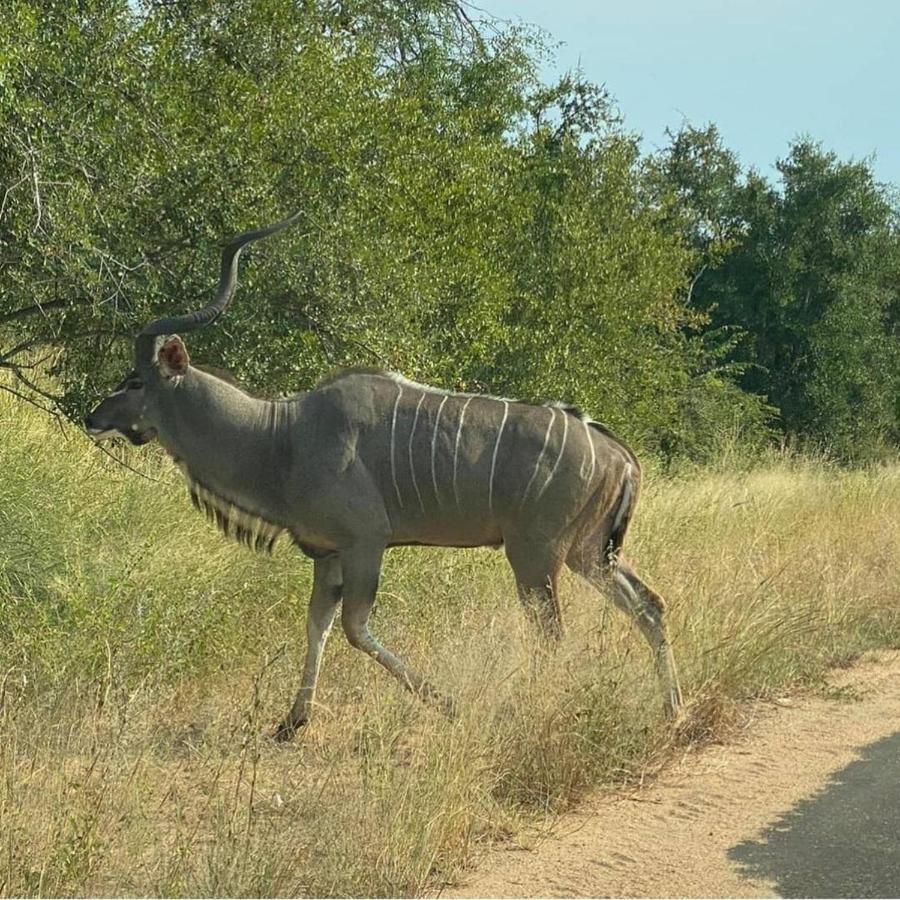 42@ Ditholo Game Lodge Thabazimbi Kültér fotó