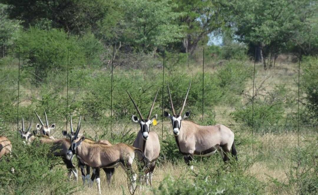 42@ Ditholo Game Lodge Thabazimbi Kültér fotó